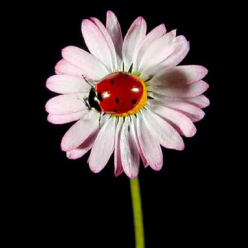 هادی رحیمی دلم خوش بود یه روز بازم میبینمت